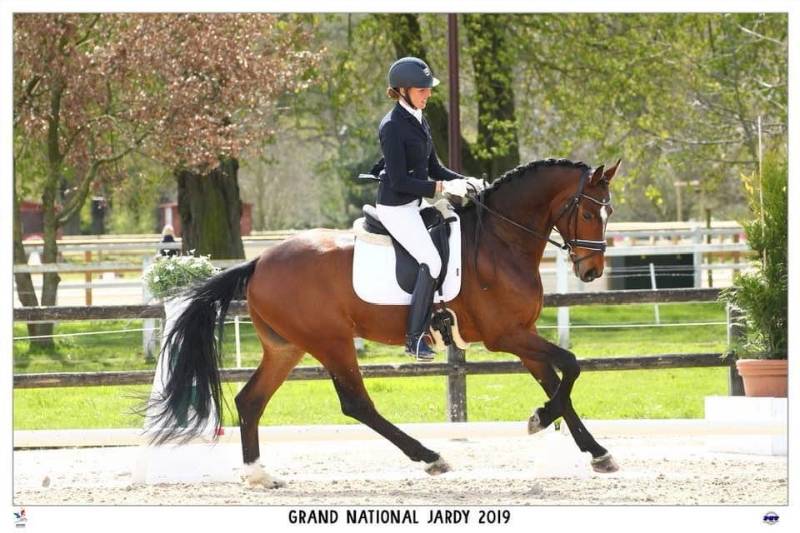 Spécialiste de la vente de chevaux de toutes races proche Lingolsheim (67380), Bas-Rhin