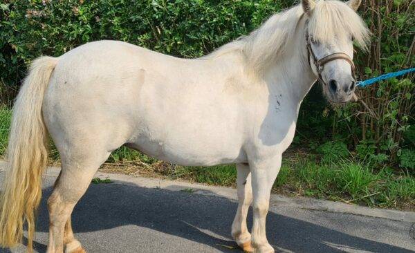 Poneys – Grands, petits, porteurs…