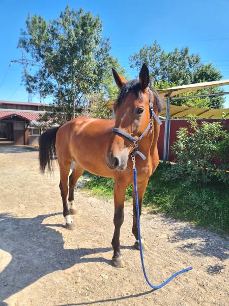 Jtador d'Eté