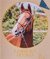 Notre zone d'activité pour ce service Spécialiste de la vente de chevaux de toutes races proche