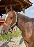 Notre zone d'activité pour ce service Centre équestre pour balade à poney avec jeux équestres adaptés aux enfants dès 3 ans toute l’année