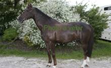 Notre zone d'activité pour ce service Centre équestre pour des cours d'équitation pour tous les niveaux proche